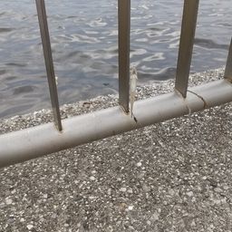 シロギス