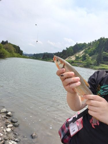 マルタウグイの釣果