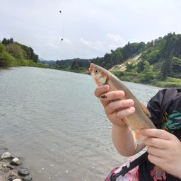 マルタウグイ