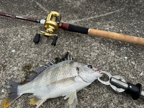 キビレの釣果