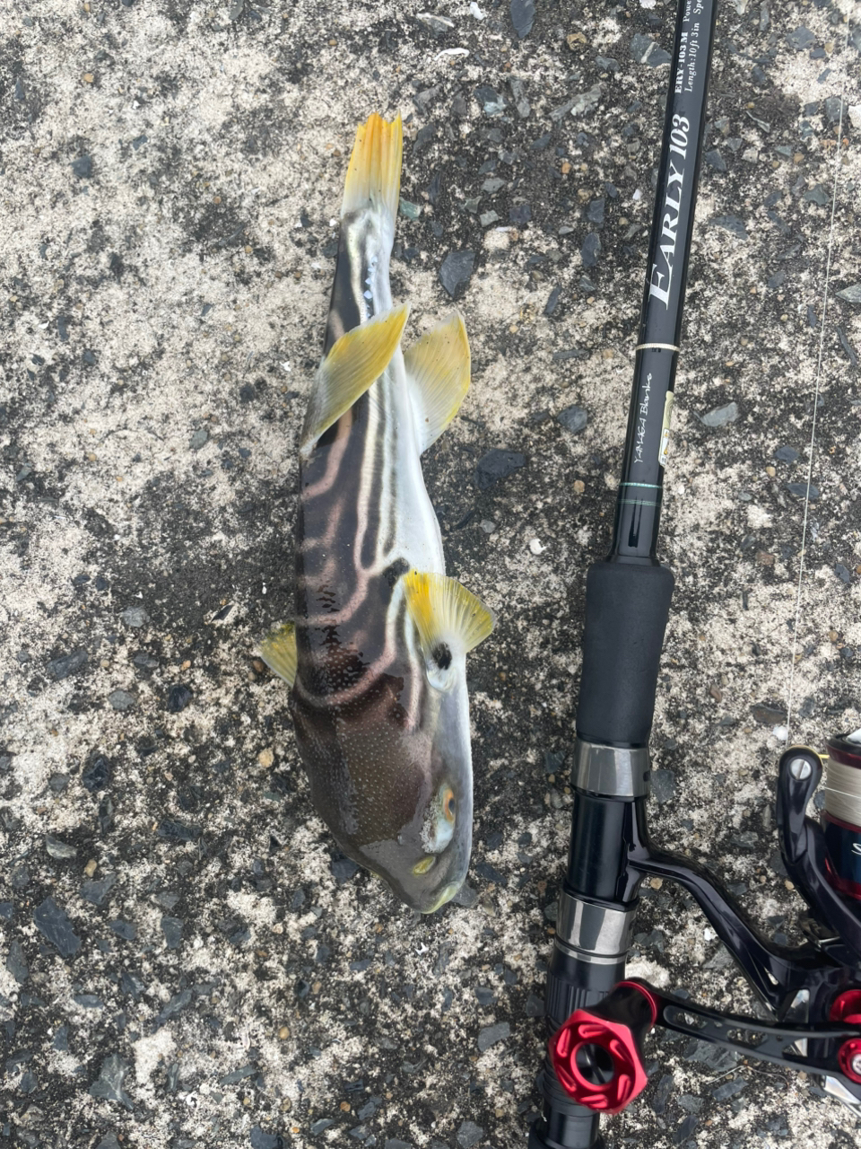 SHIMANO 17セフィア CI4+ C3000SDHの最安値・インプレ・釣果