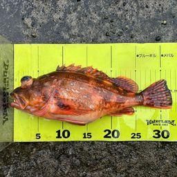 ウッカリカサゴ