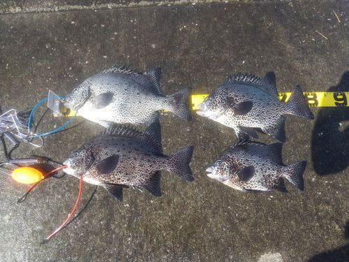 イシガキダイの釣果