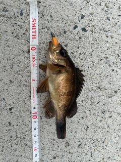 メバルの釣果