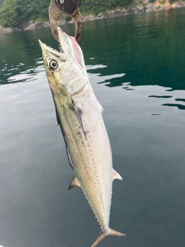 サゴシの釣果