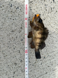 メバルの釣果