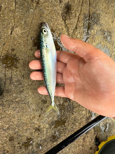 サバの釣果