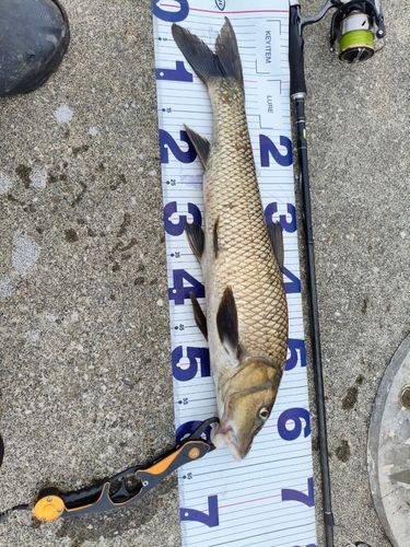 コイの釣果