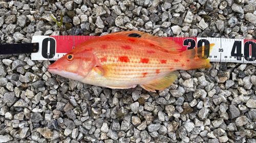 キツネダイの釣果