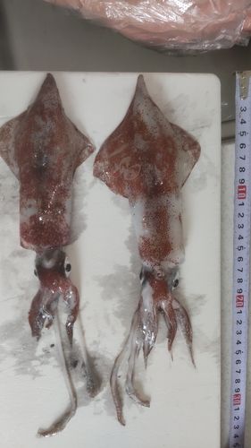 ケンサキイカの釣果