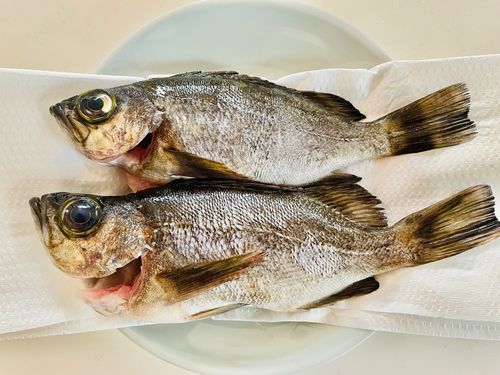 シロメバルの釣果