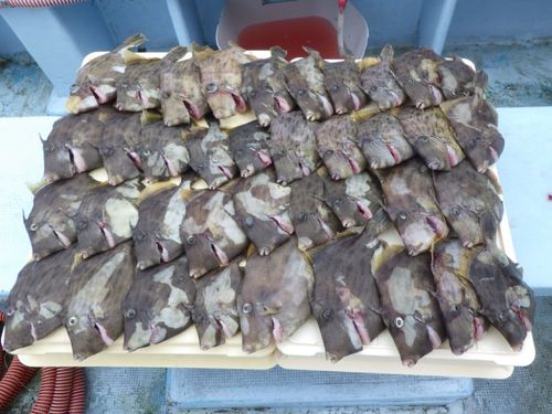 カワハギの釣果