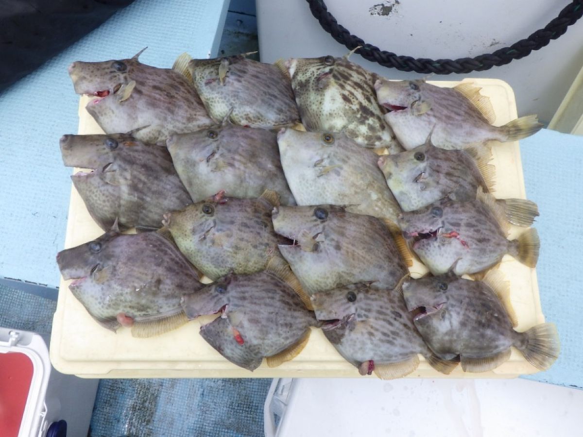 石川釣船@船長さんの釣果 3枚目の画像
