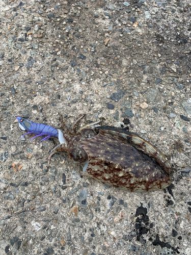 コウイカの釣果