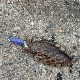 コウイカ