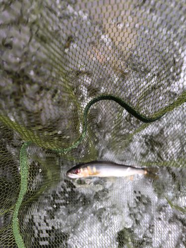 アユの釣果