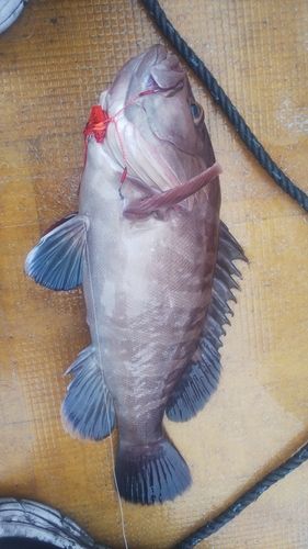 マハタの釣果