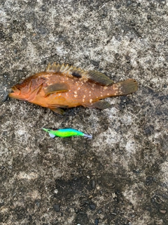 キジハタの釣果