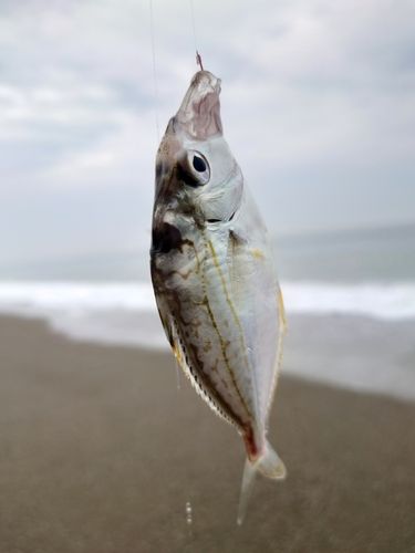 ヒイラギの釣果