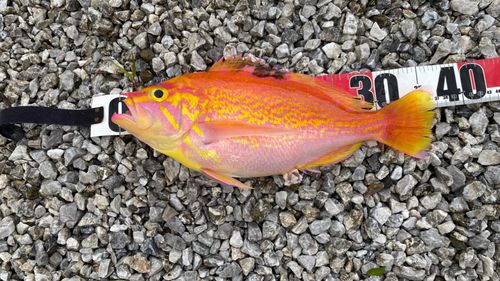 アカイサキの釣果