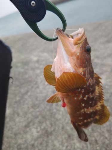 キジハタの釣果
