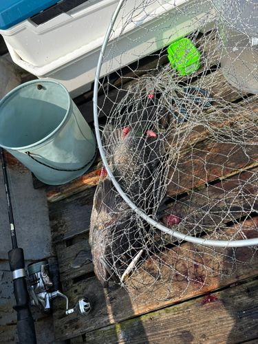 クロソイの釣果