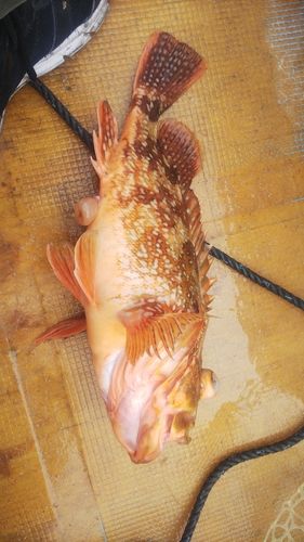 ウッカリカサゴの釣果