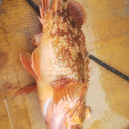 ウッカリカサゴ