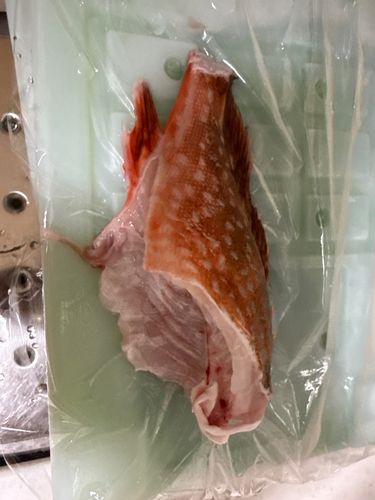 ウッカリカサゴの釣果