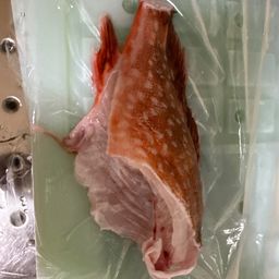 ウッカリカサゴ