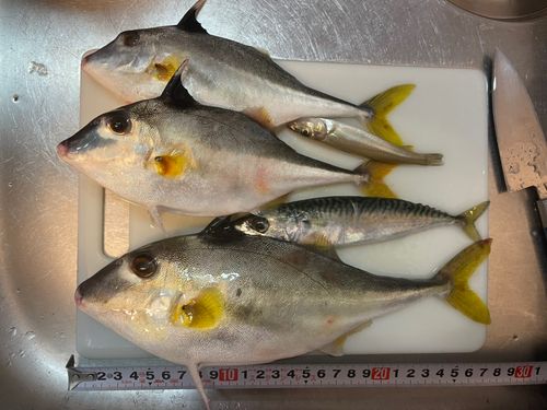 ギマの釣果