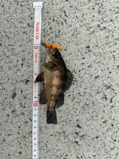 メバルの釣果