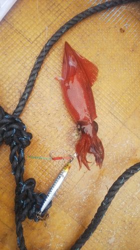ヤリイカの釣果