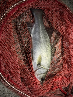 ハネ(ヒラスズキ)の釣果