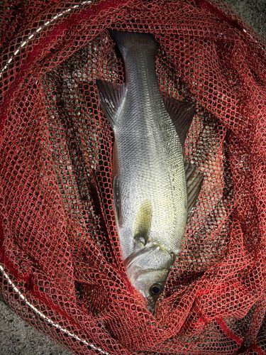 ハネ（ヒラスズキ）の釣果