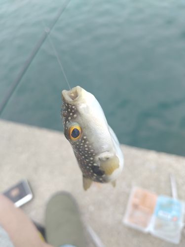 グレの釣果