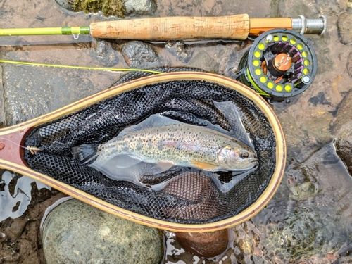 ニジマスの釣果
