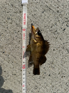 メバルの釣果