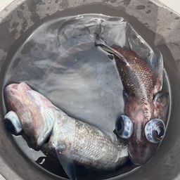 ギス