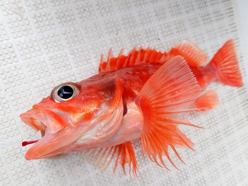 ユメカサゴの釣果