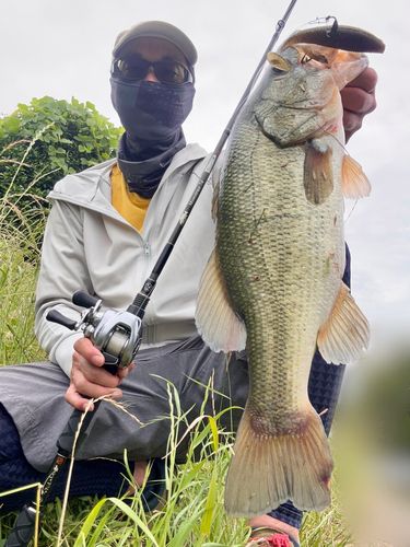 ブラックバスの釣果