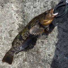 アブラコの釣果