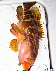 アコウの釣果
