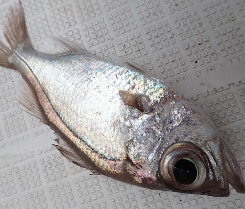シロムツの釣果