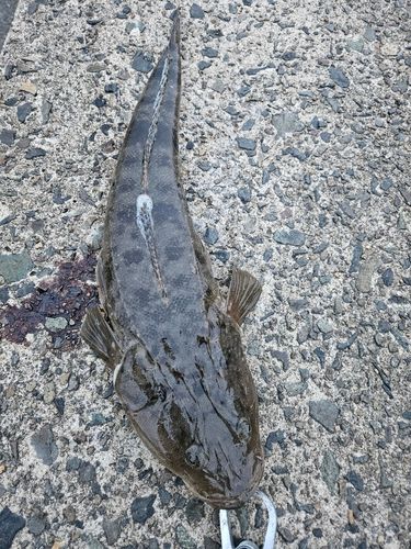 マゴチの釣果