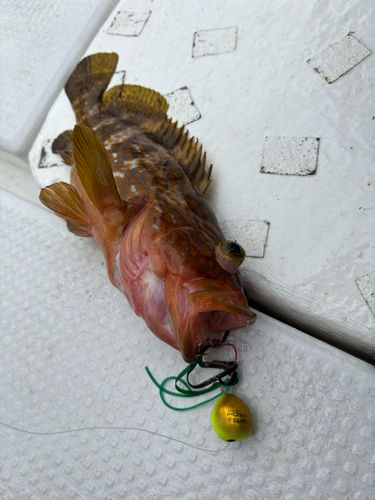 アコウの釣果