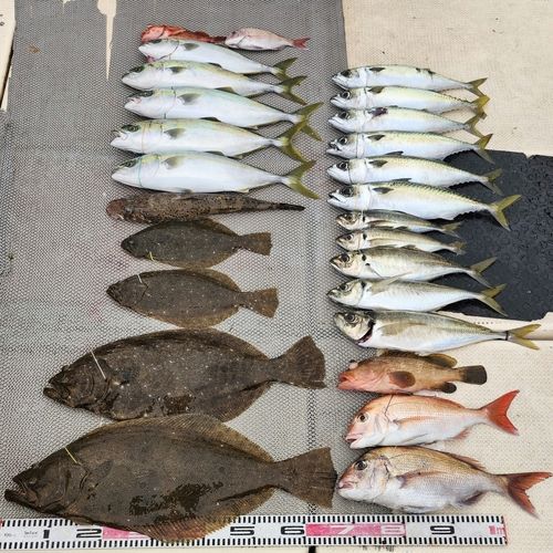 ヒラメの釣果