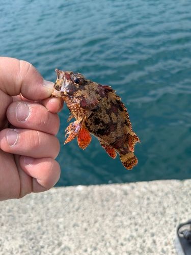 カサゴ