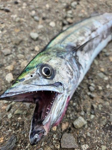 サゴシの釣果