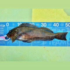 アイナメの釣果